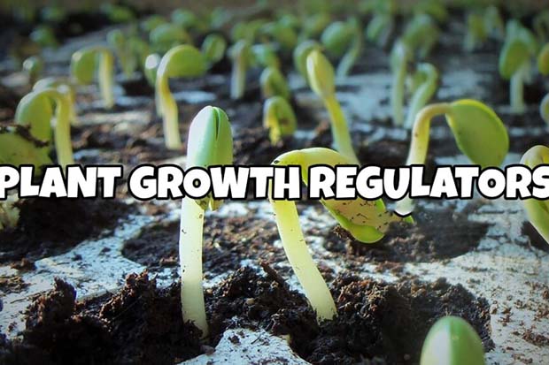 Plant Growth Regulator
