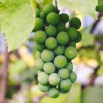 Pesticides are used to control agricultural pests and are divided into field pesticides and fruit tree pesticides. test1 - Image 4